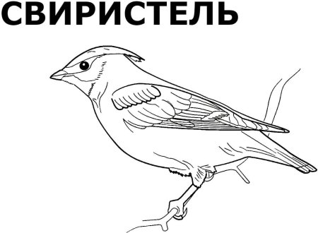 Зимующие птицы картинки раскраски