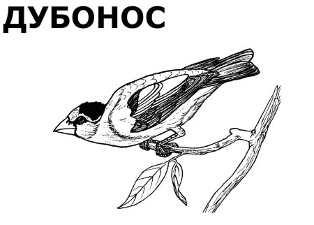 Зимующие птицы раскраски для детей