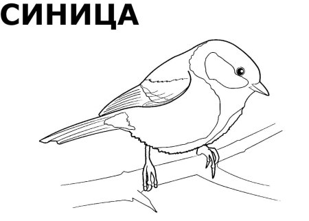 Зимующие птицы обводка