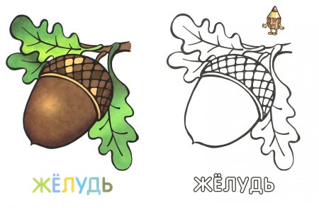 Орех раскраска