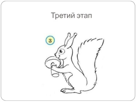 Поэтапное рисование белочки