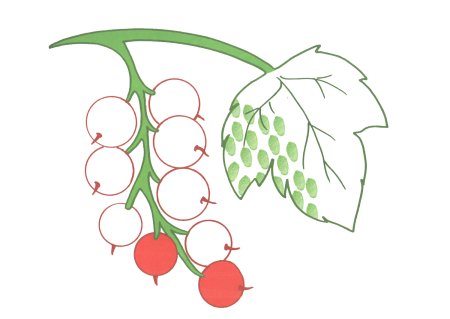 Рябина для вырезания