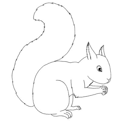 Белка рисунок