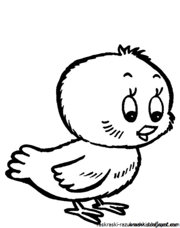 Цыпленок. Раскраски