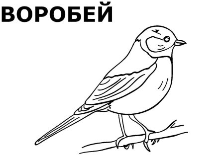 Птица синица раскраска для детей