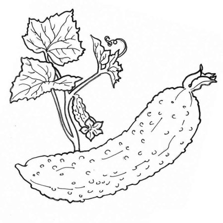 Огурец раскраска
