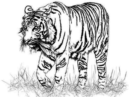 Трафарет амурского тигра для рисования (46 фото)