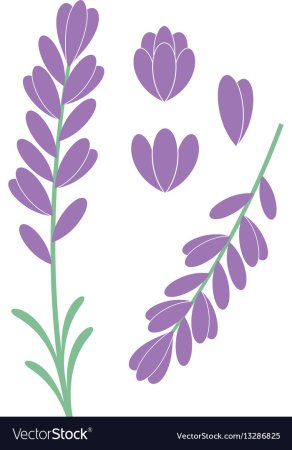 Лавандовая веточка