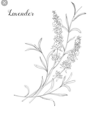 Лаванда line Art