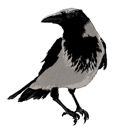 Raven Nevermore