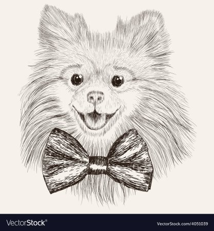 Шпиц рисунок легкий