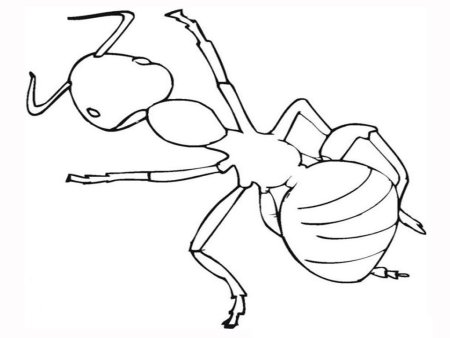 Трафарет муравья для рисования (42 фото)