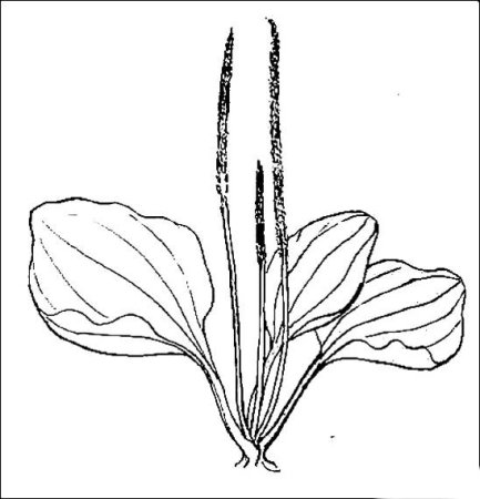 Подорожник ланцетолистный