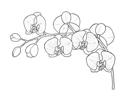 Трафарет орхидеи для рисования (44 фото)
