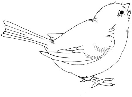 Воробей раскраска для детей