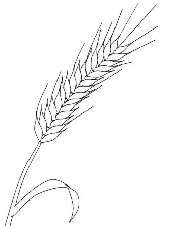 Трафарет колоска пшеницы для рисования (33 фото)