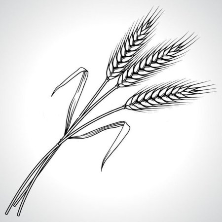 Колос раскраска для детей