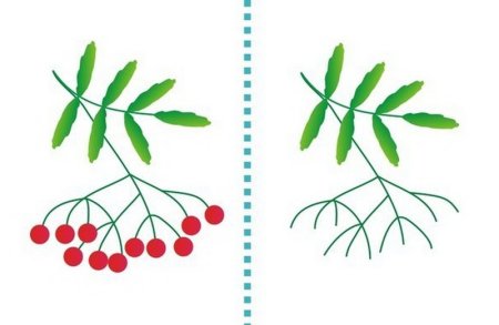 Веточка рябины ватными палочками