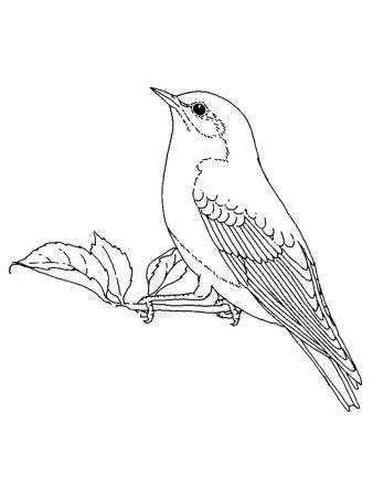 Птицы. Раскраска