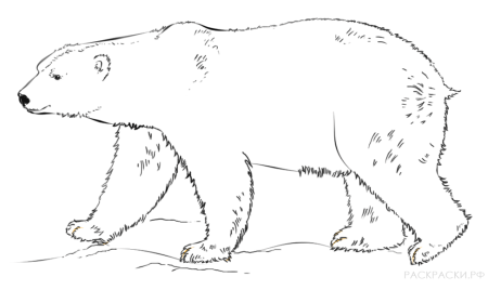Трафарет бурого медведя для рисования (43 фото)