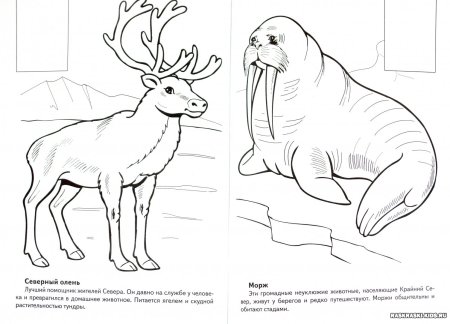 Животные из красной книги раскраска