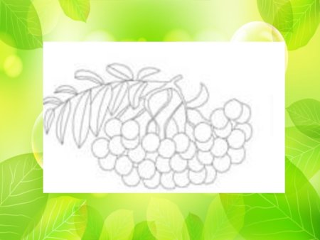 Кисть Рябинки гроздь Калинки рисование