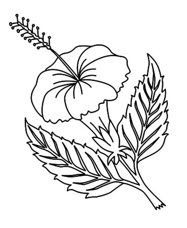 Рисунки растений