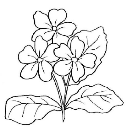 Примула цветок
