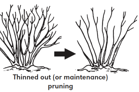 Куст раскраска для детей