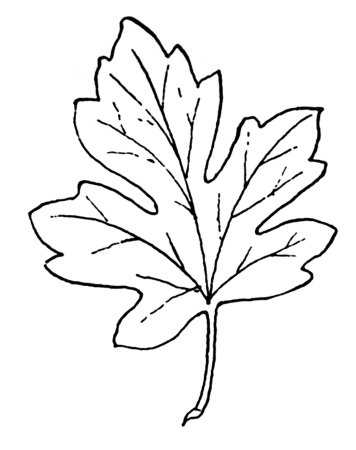Лист клена раскраска