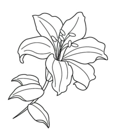 Рисунки цветов