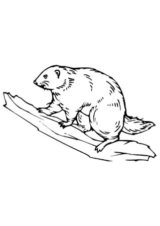 Бобер раскраска
