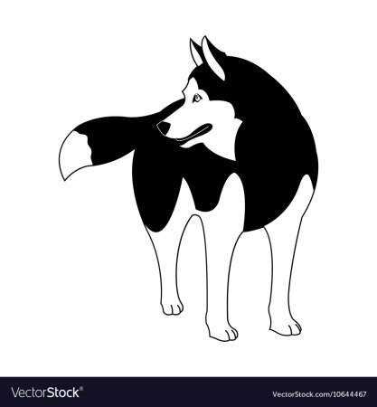 Хаски бежит силуэт
