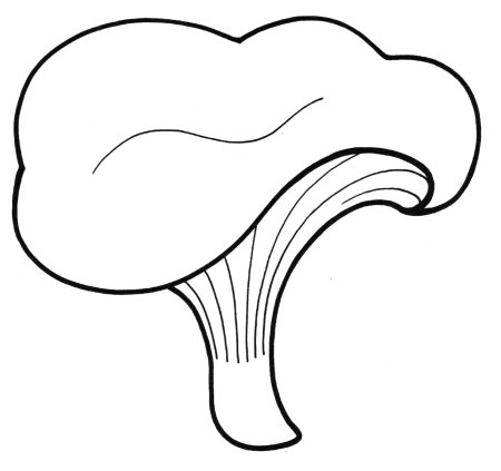 Лисички грибы разукрашка