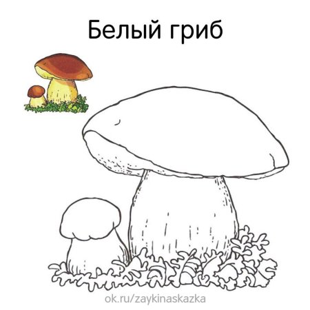 Раскраска гриб масленок