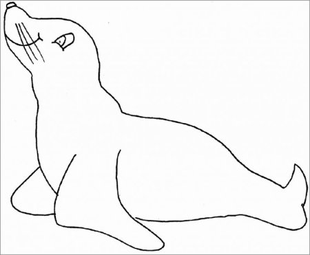 Морской котик раскраска