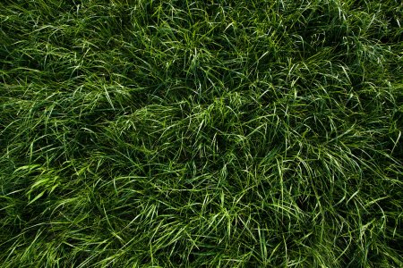Grass texture seamless 4k