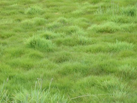 Текстура травы (45 фото)