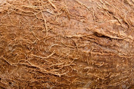 Coconut модель