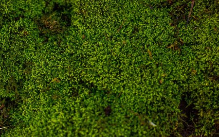 Grass Green ягель