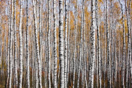 Береза ствол текстура