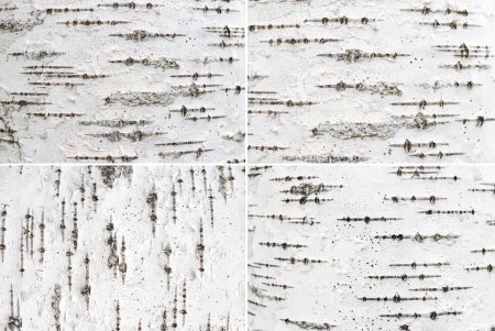 Birch Bark Birch Bark texture