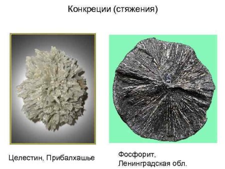 Конкреция фосфорита