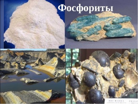 Фосфориты полезное ископаемое