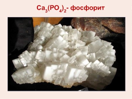 Конкреция фосфорита