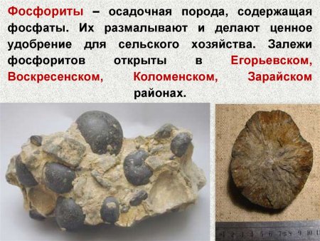 Коралл Мшанка окаменелость