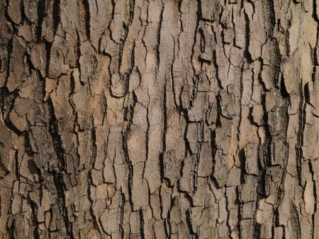 Текстура коры дерева (46 фото)