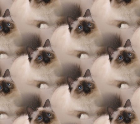 Много котов