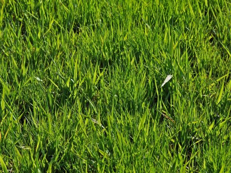 Grass texture бесшовная