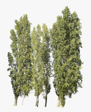 Populus nigra сырье